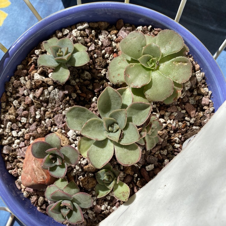 plant image 1183571