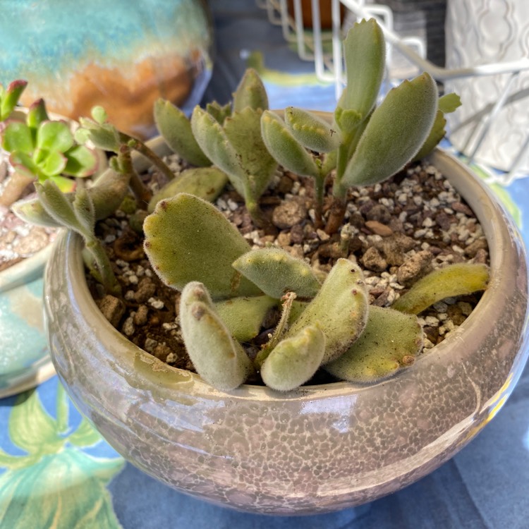 plant image 1183578