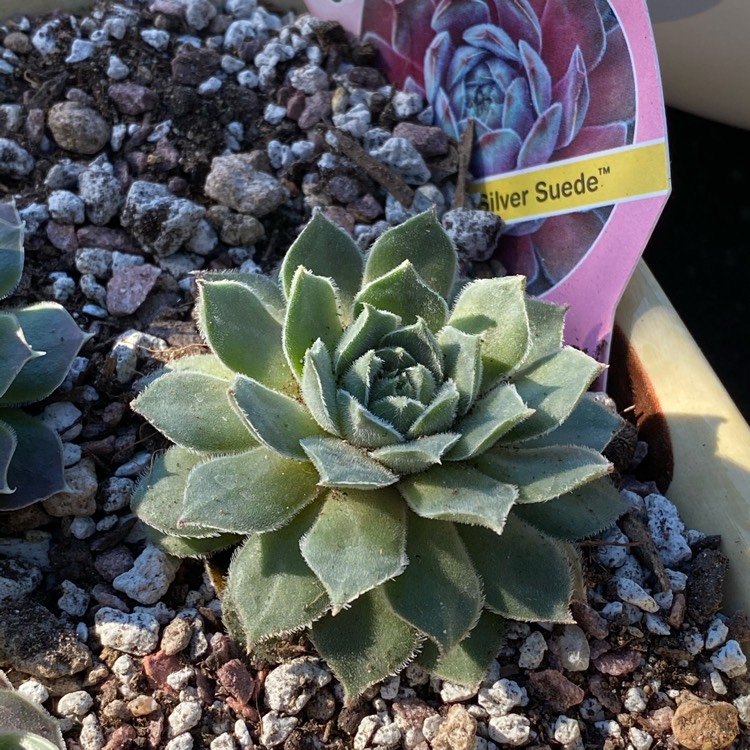 plant image 1205324