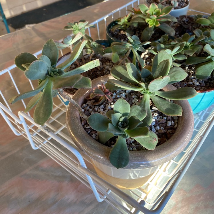 plant image 1218313