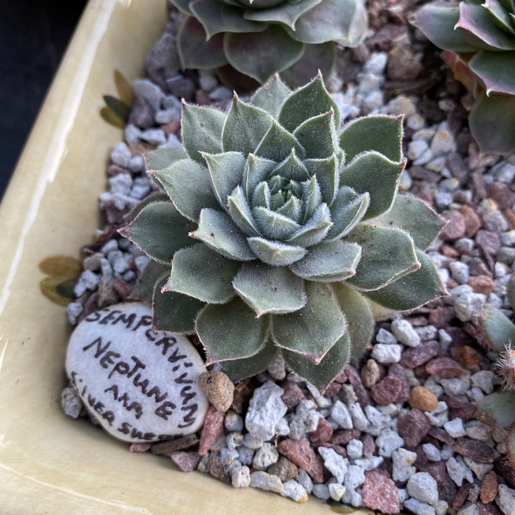 plant image 1218336