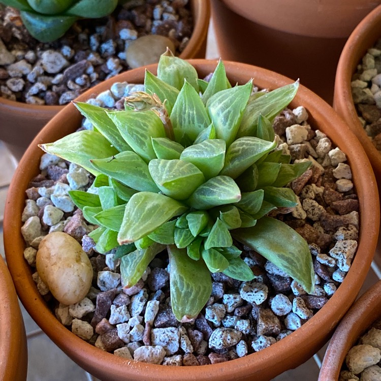 Plant image Haworthia Turgida