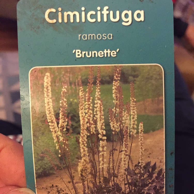 Plant image Actaea simplex (Atropururea Group) syn. Cimicifuga racemosa 'Atropurpurea', Cimicifuga racemosa 'Purpurea', Cimicifuga simplex 'Blackthorn Strain', Cimicifuga simplex var. simplex Atropurpurea Group