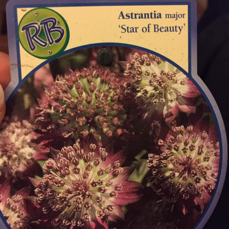 Plant image Astrantia major 'Star of Beauty' (Sparkling Stars Series)