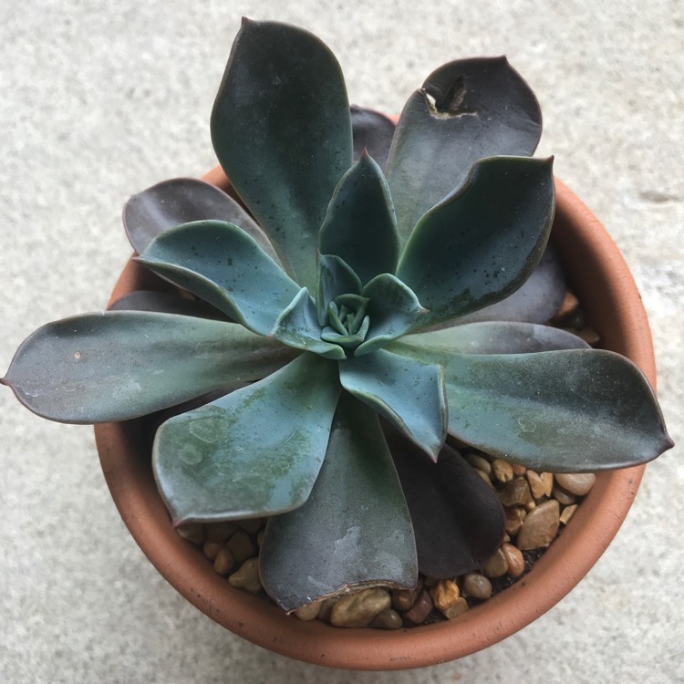 plant image 686740 plant image 686740