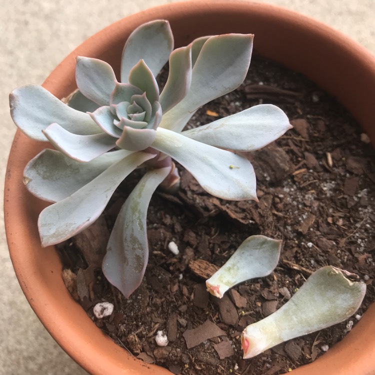 plant image 686744 plant image 686744