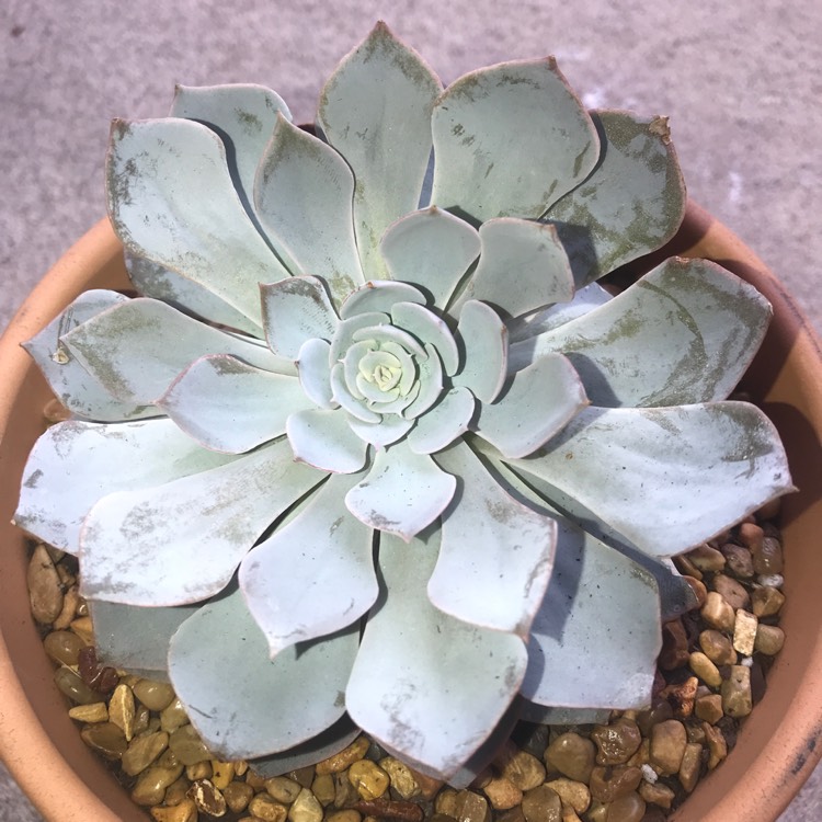 plant image 686751 plant image 686751