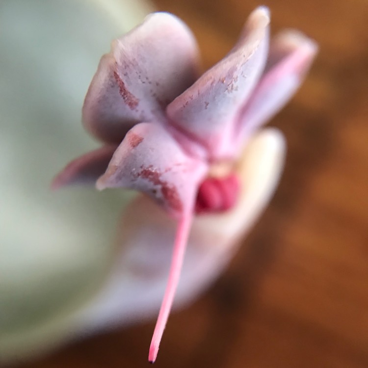 plant image 690567 plant image 690567
