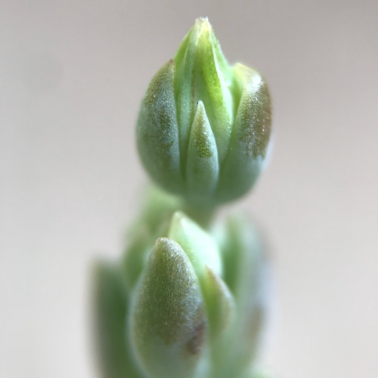 plant image 694683 plant image 694683