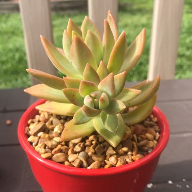 Sedum Golden Glow