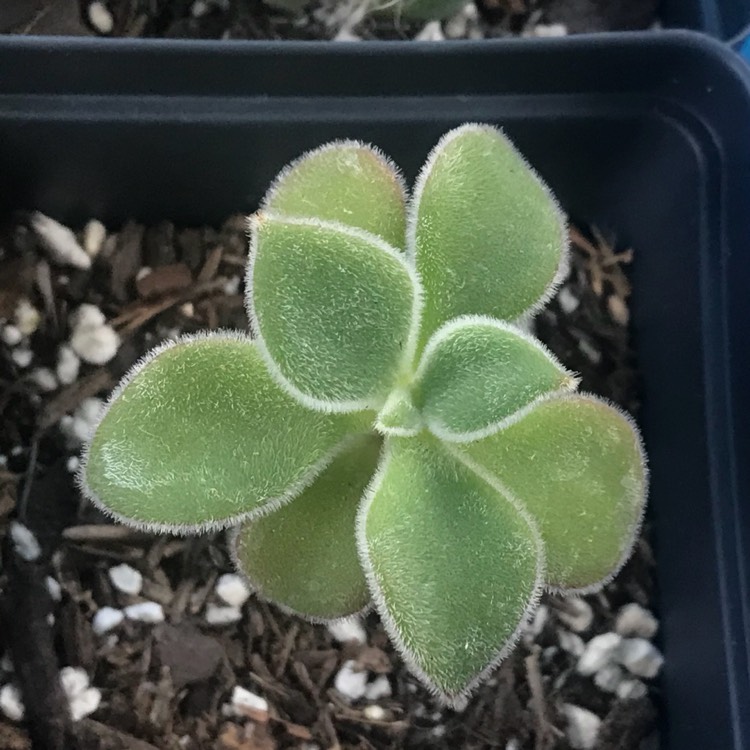 plant image 714178 plant image 714178