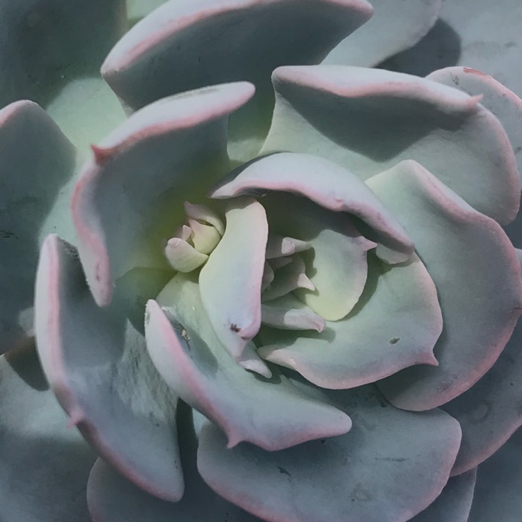 plant image 714661 plant image 714661