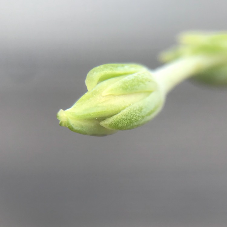 plant image 714806 plant image 714806