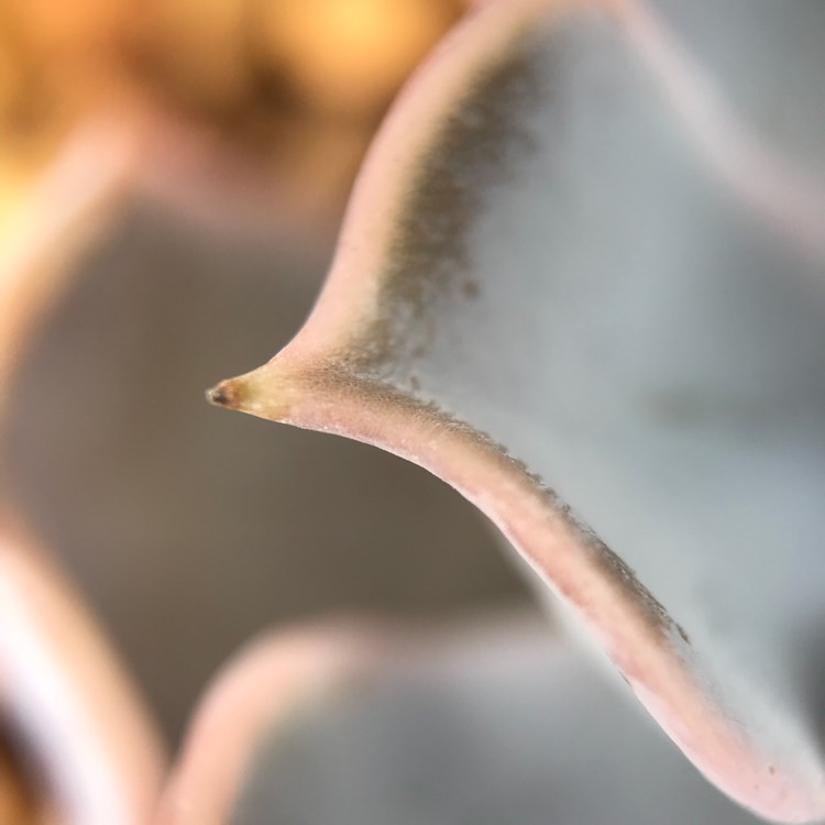 plant image 714807 plant image 714807