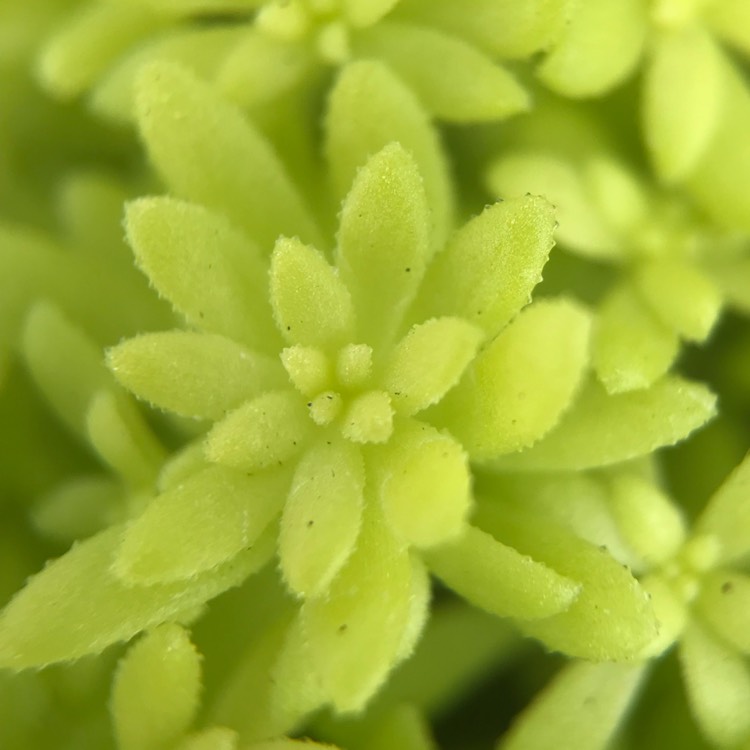 plant image 714810 plant image 714810
