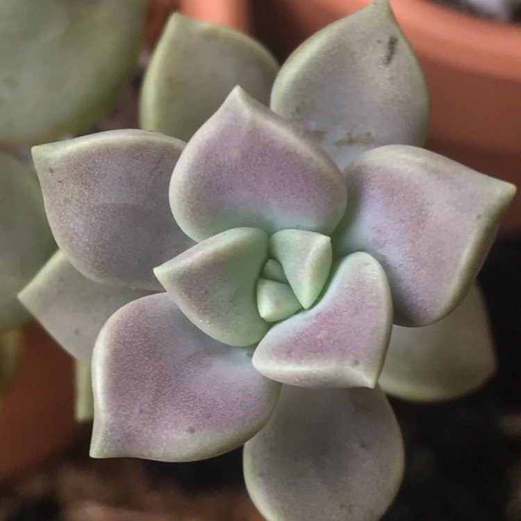 plant image 717138 plant image 717138