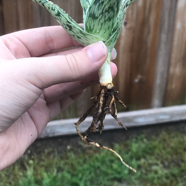 Plant image Aloe 'Pink Panther'
