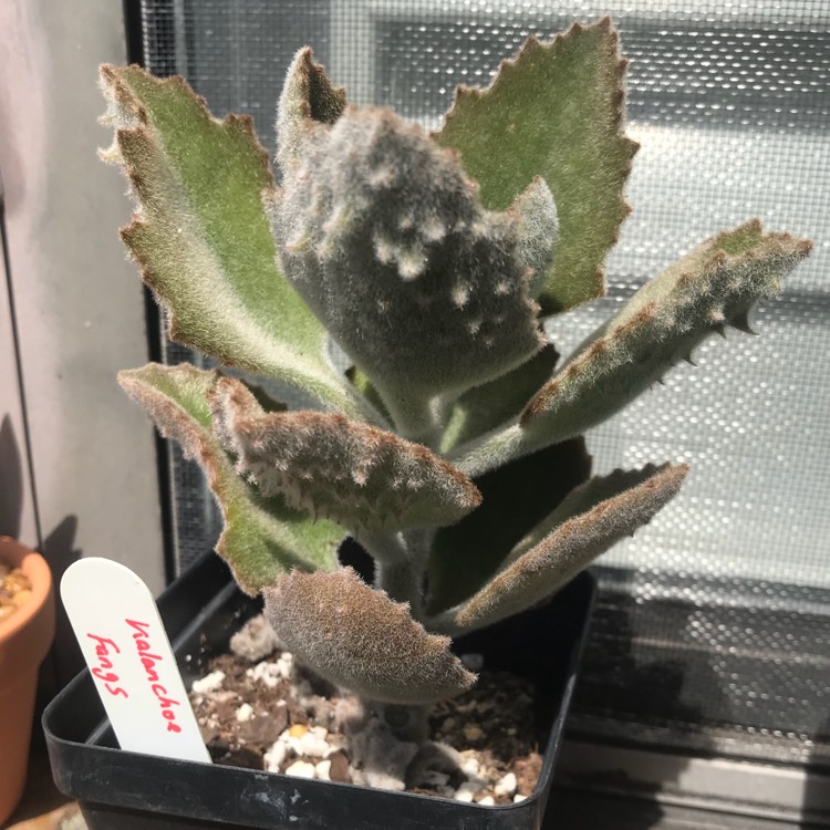 plant image 737781