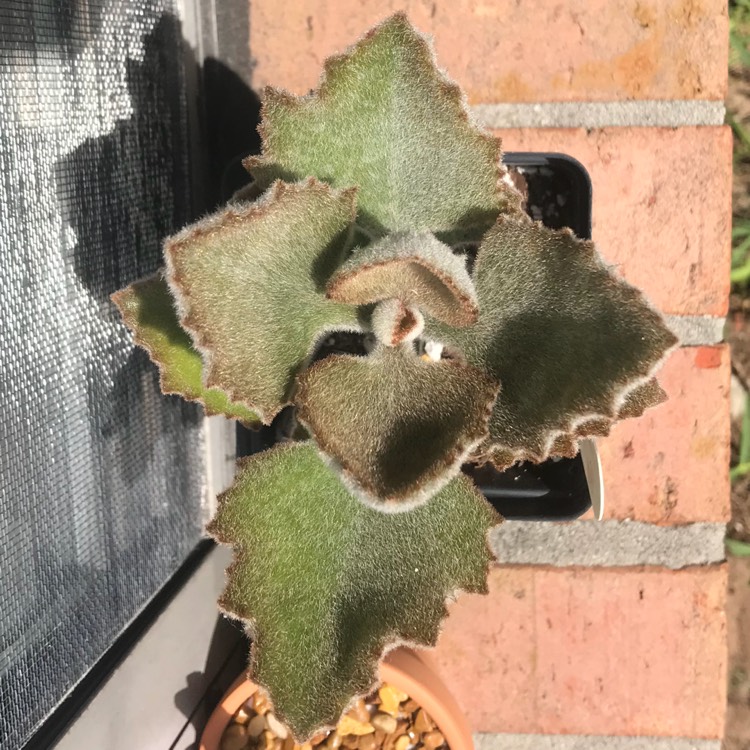 plant image 737783