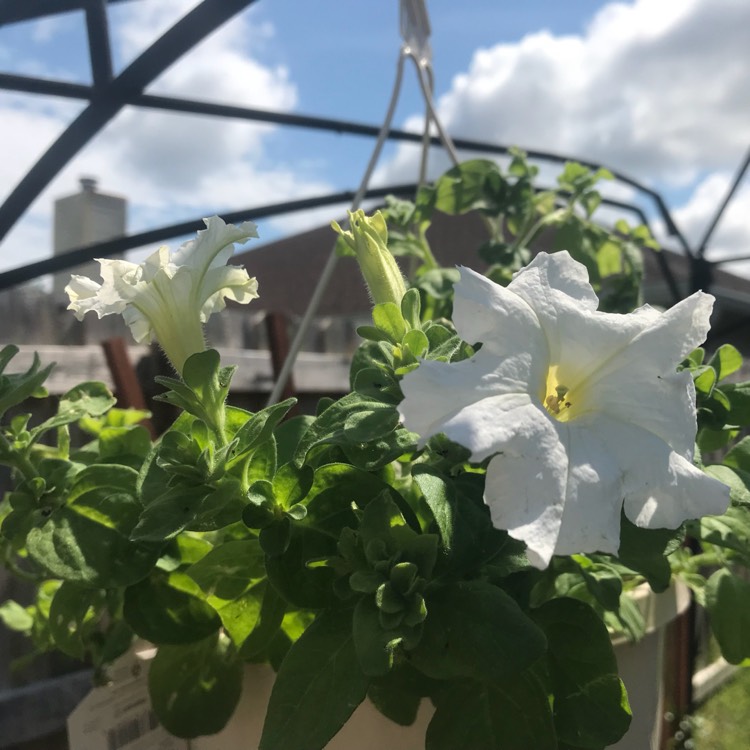 plant image 737794
