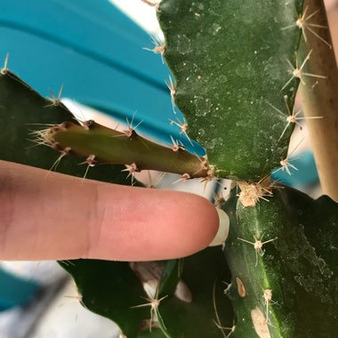Hylocereus undatus