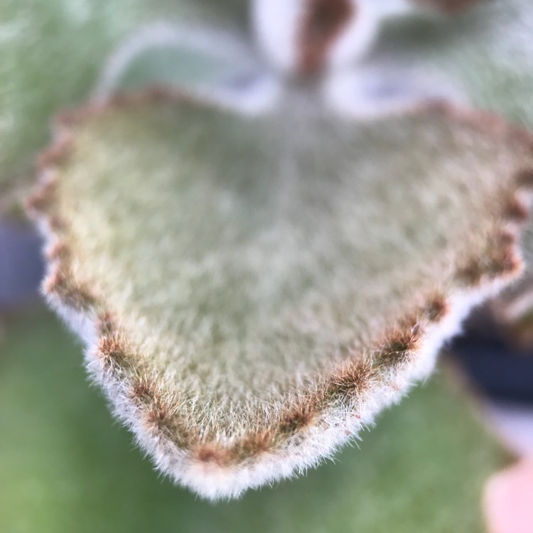 plant image 738137