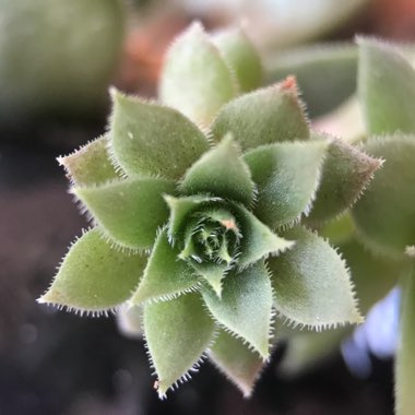 Sempervivum Pacific Blue Ice