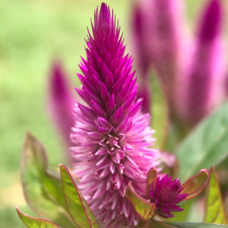 Plant image Celosia argentea (Spicata Group) 'Spiky Purple'