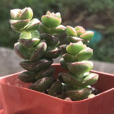 Crassula rupestris subsp. marnieriana