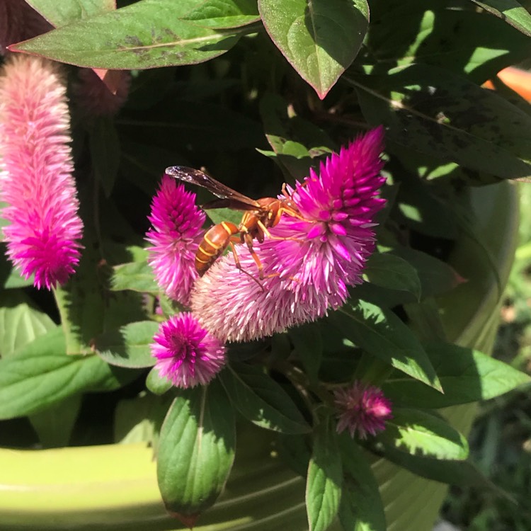 Plant image Celosia argentea (Spicata Group) 'Spiky Purple'