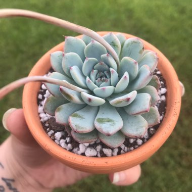 Echeveria Minima