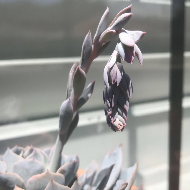 plant image 769356 plant image 769356