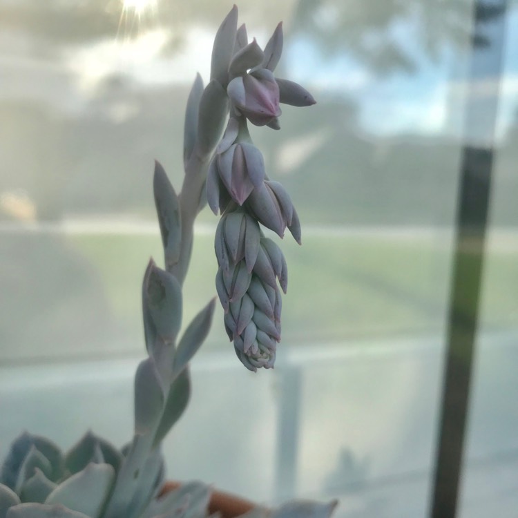plant image 772952 plant image 772952