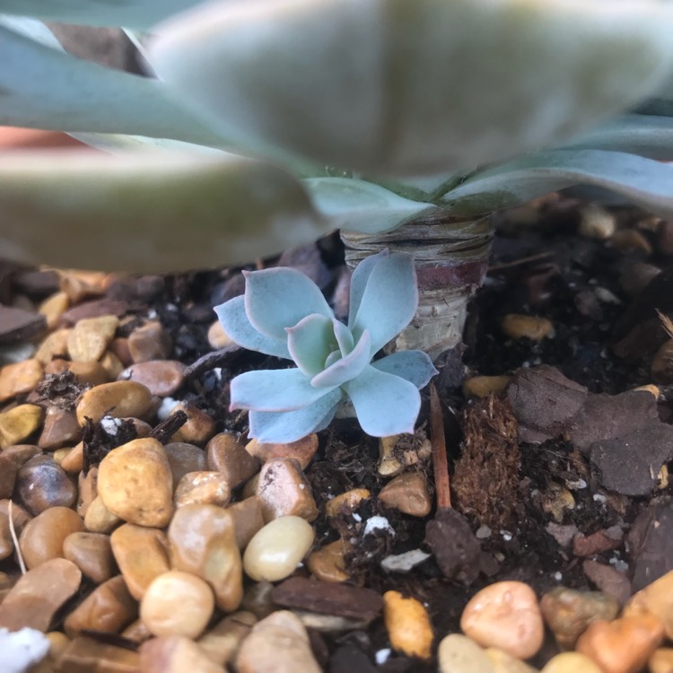 plant image 774800 plant image 774800