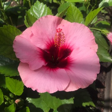 Hibiscus