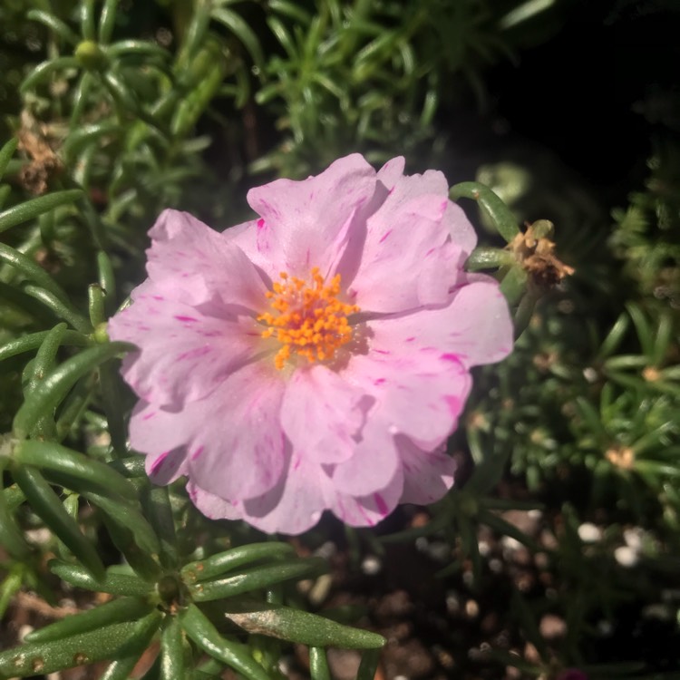 plant image 782579 plant image 782579