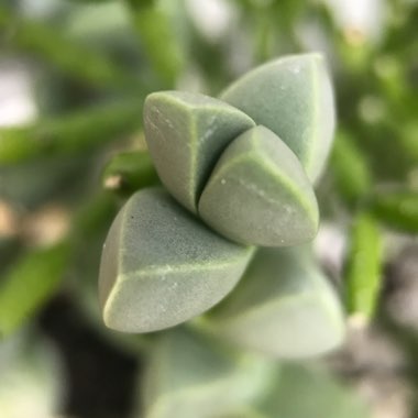 Corpuscularia lehmannii syn. Delosperma lehmannii