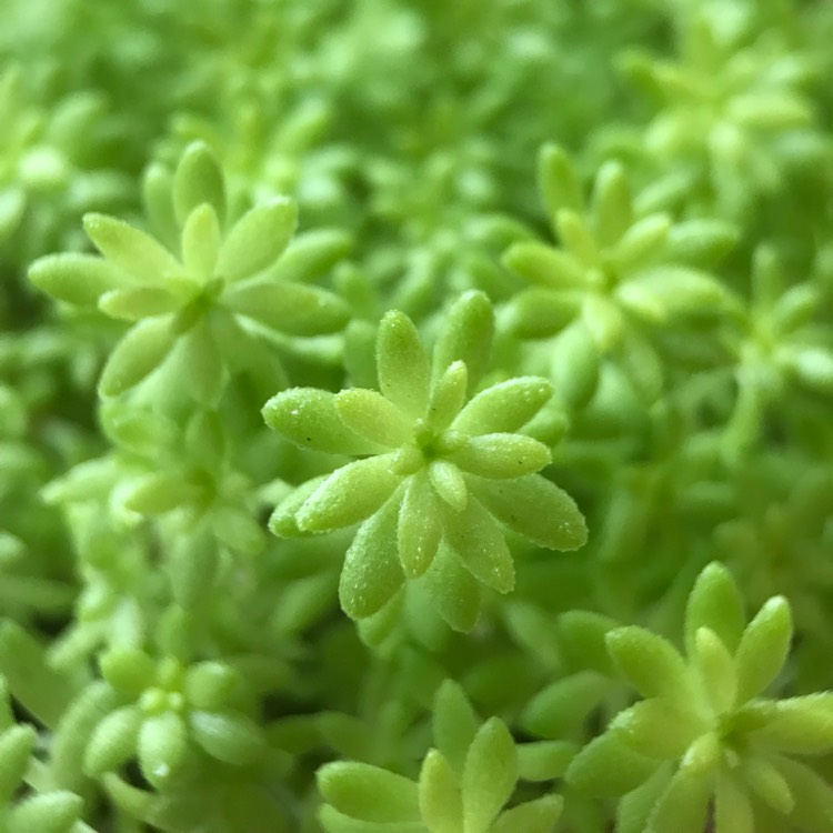 plant image 782848 plant image 782848