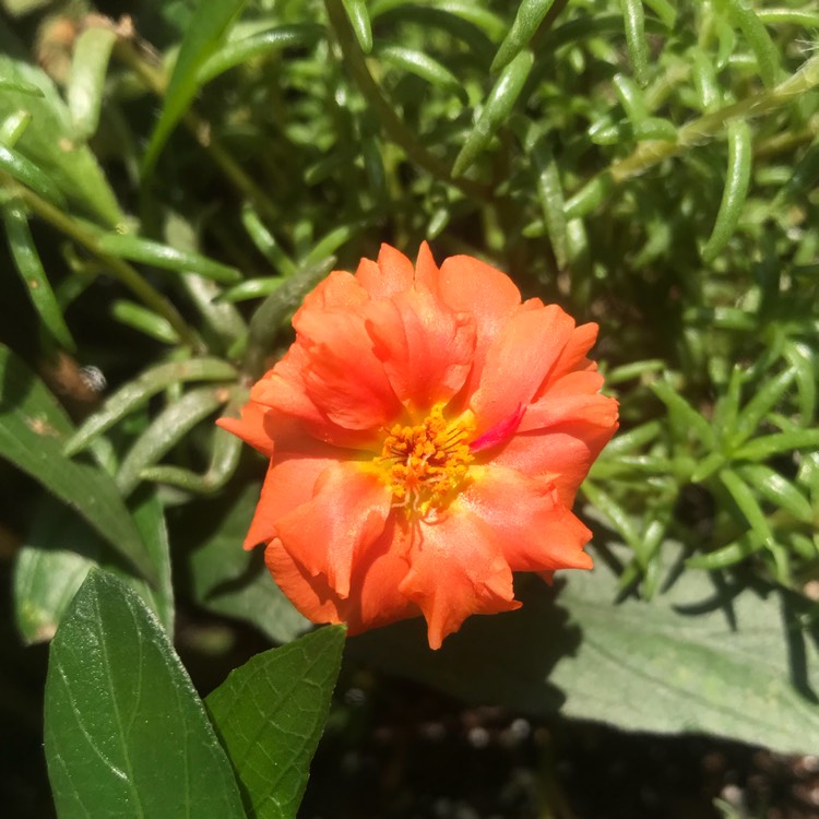 plant image 783714 plant image 783714