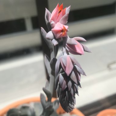 Echeveria Desmetiana v. Subsesslis
