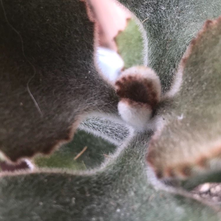 plant image 784982