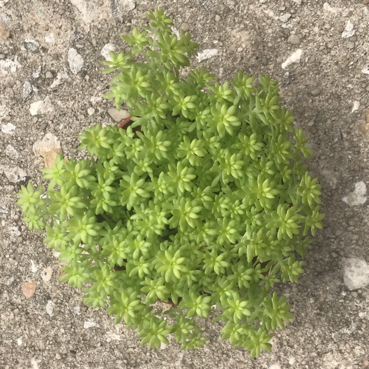 plant image 784985 plant image 784985