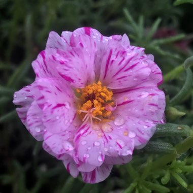 Portulaca grandiflora