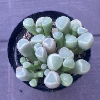 Fenestraria aurantiaca