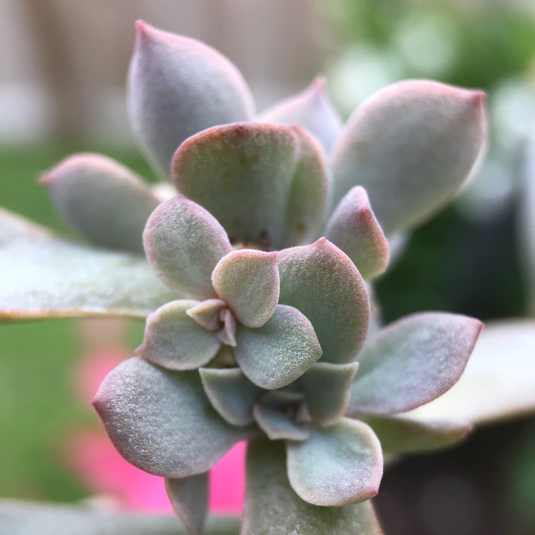 plant image 788268 plant image 788268