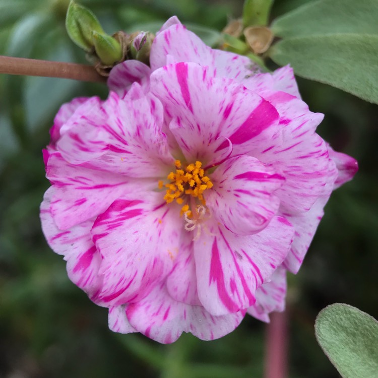 plant image 788271 plant image 788271