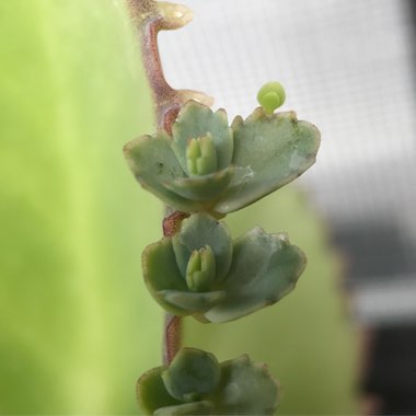 Kalanchoe laetivirens