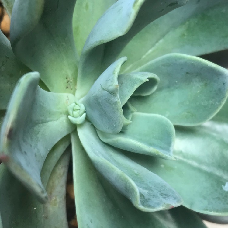 plant image 795335 plant image 795335