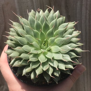 xGraptoveria Silver Star