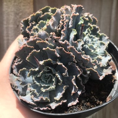 Echeveria Shaviana